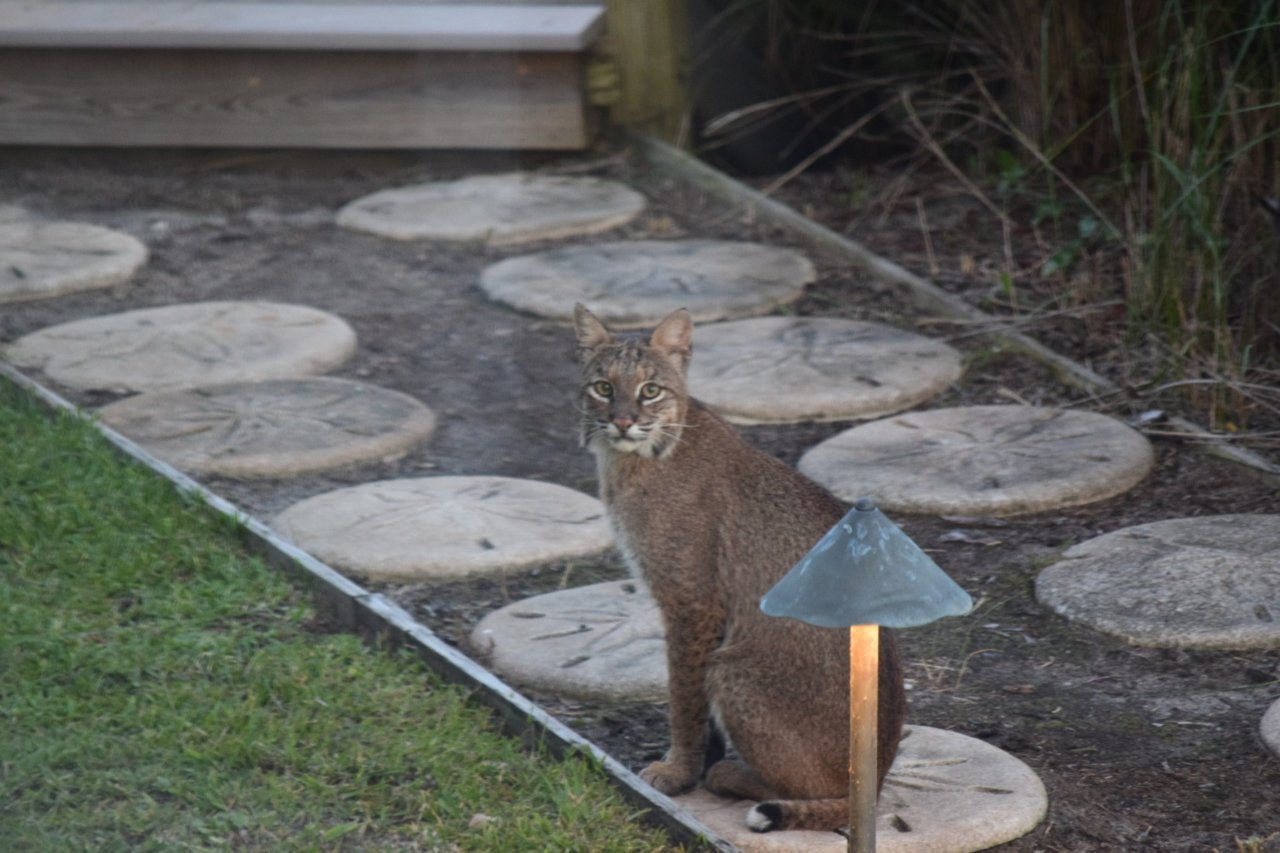 bobcat.jpg