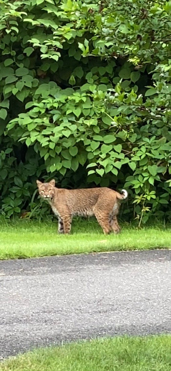 BobCat.jpg