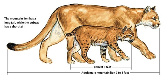 Bobcat-Lion.jpg