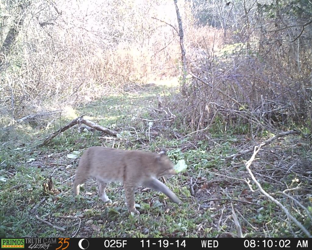 BOBCAT1_zpsprclfs2i_5ac51a1a089d37b96e868118f8f2113e4cdac3a7.jpg