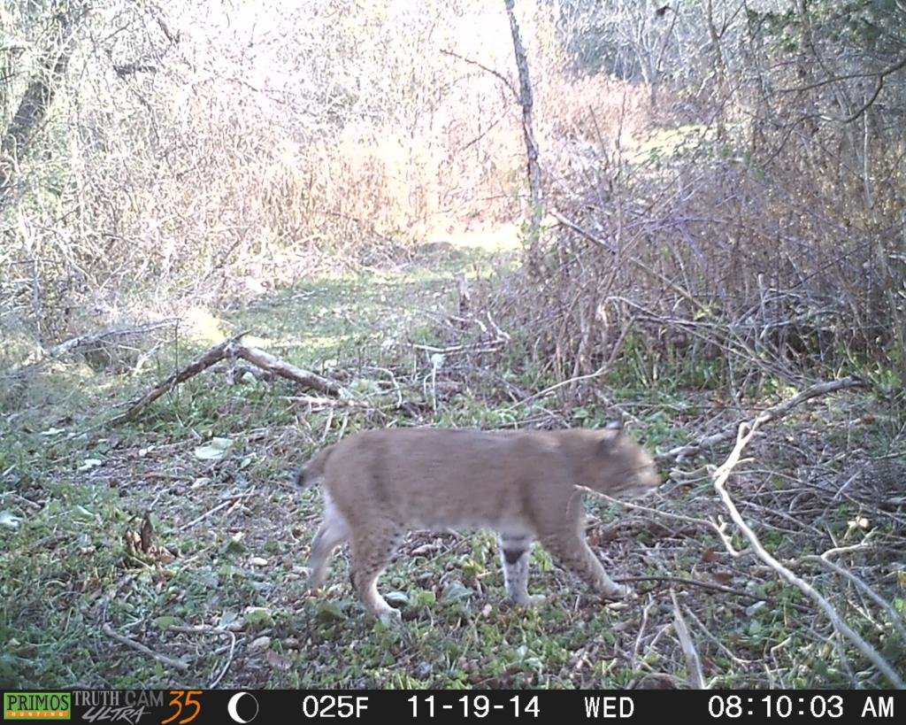 BOBCAT2_zpsaajslma7_c4a773c9340768f3d5bd3273daa4f0a422311537.jpg