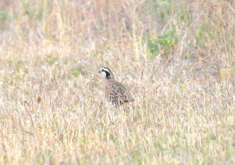 Bobwhite Quail.jpg