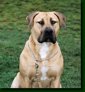 boerboel1_c9bbdf1b611dd58002289765650f35c51f854358.jpg