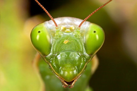 bogomol-3.jpg