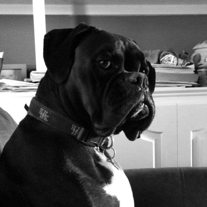 Bohdi-1_1e01b7d72942149286fc4df3d3a00f5875613f32.jpg
