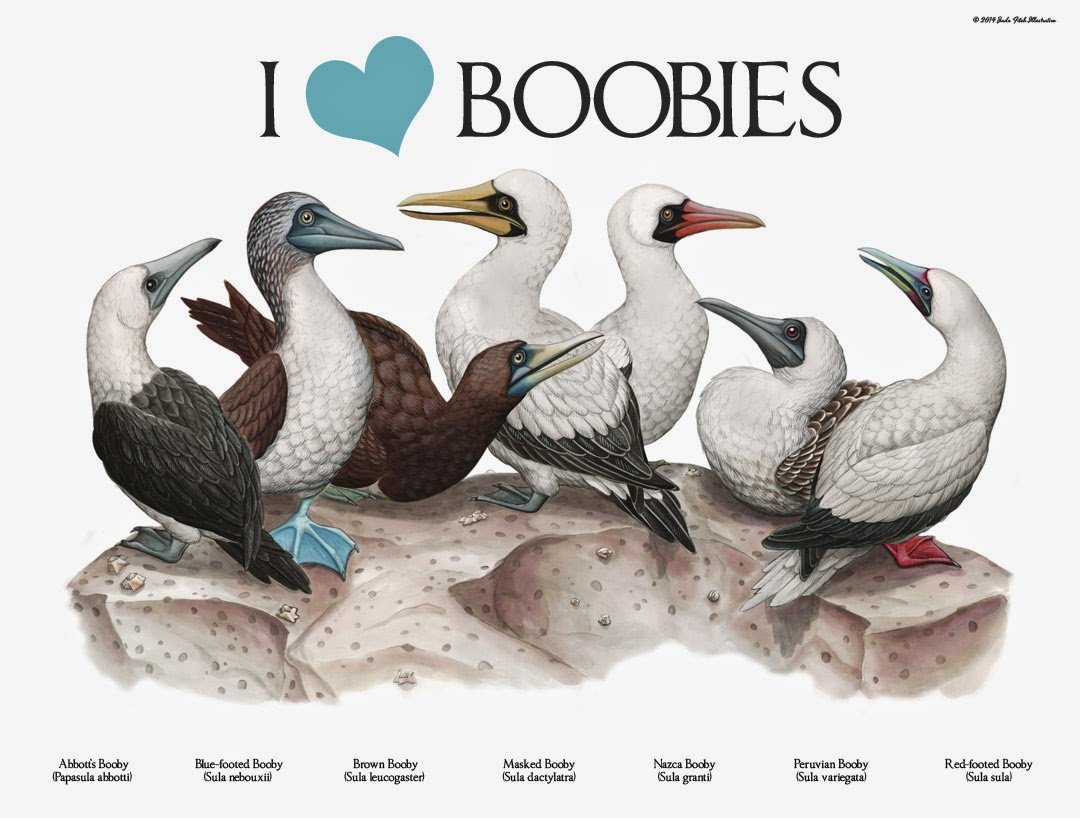 Boobies-Tee-web.jpg