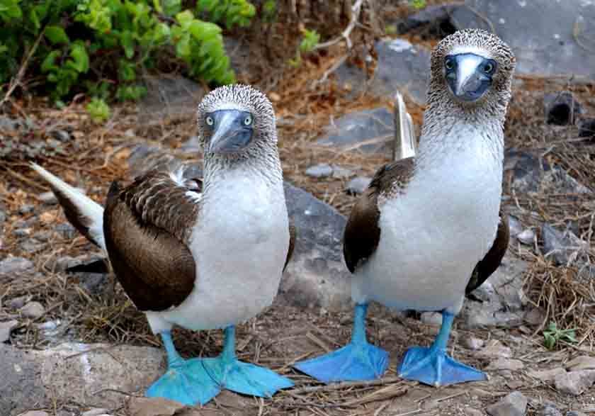 Booby-Bird_d5ceabe635feb07b3fb1cd5604f13848b84b6a54.jpg