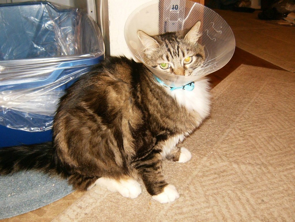 Boots.jpg