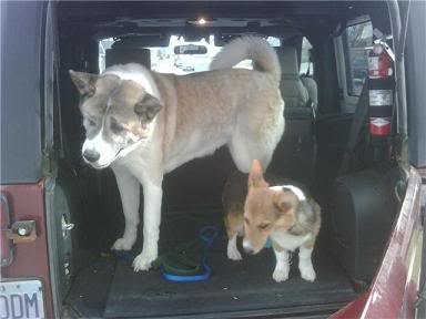 bothdogs_b56015ba1936d6043211cd40f33fbff6d7c2fdcd.jpg