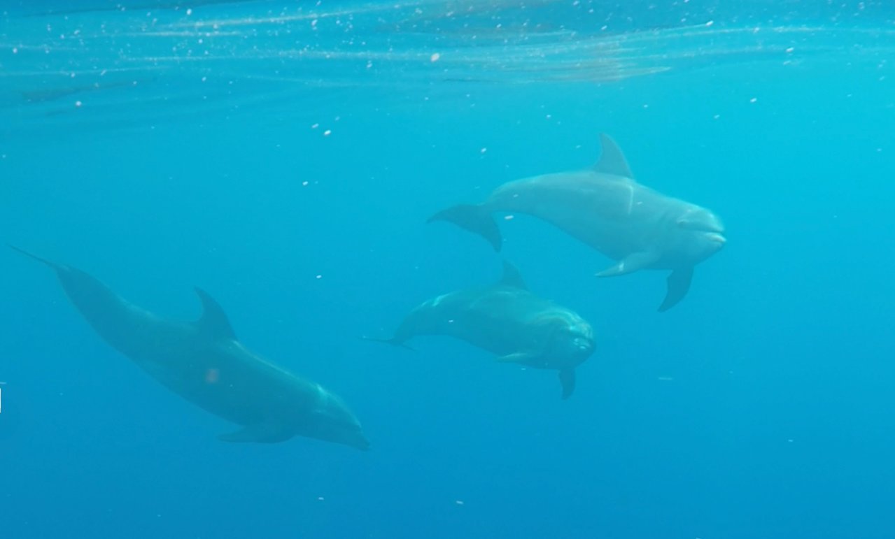 Bottlenose.jpg