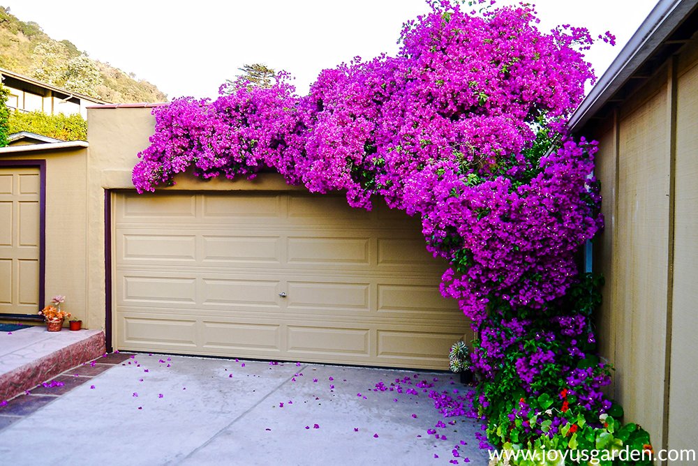 bougainvillea-winter-care-2.jpg
