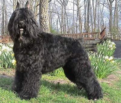 Bouvier.jpg