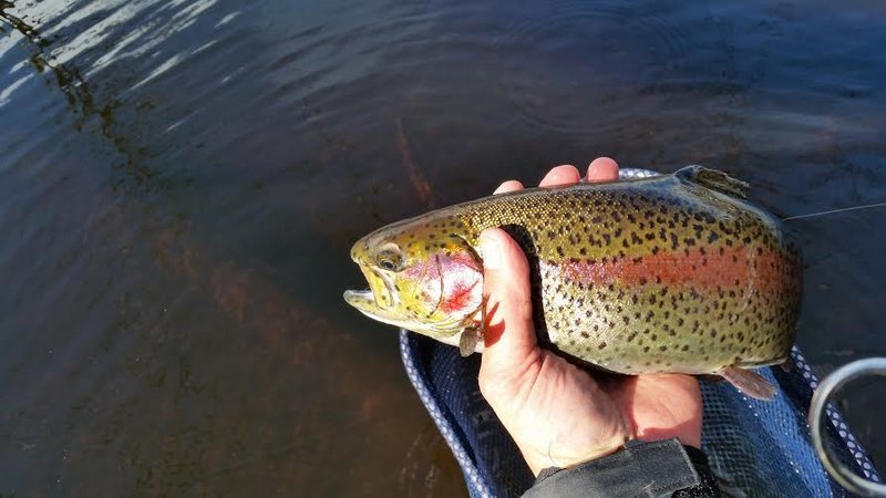 bow2.jpg