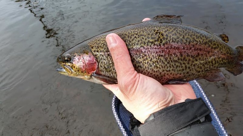 bow4.jpg