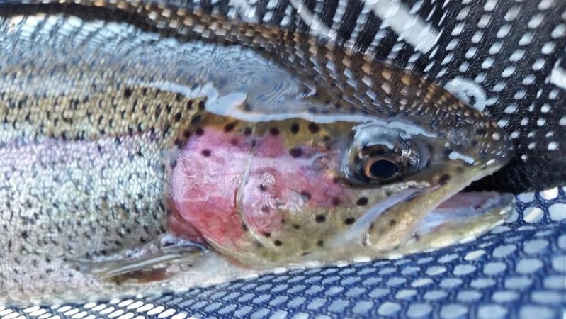bow5.jpg