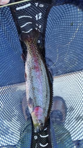 bow6.jpg