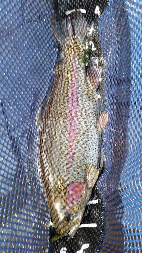 bow8.jpg