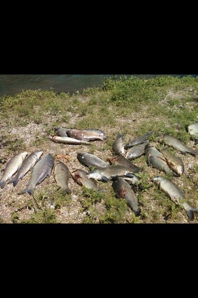 bowfishin3.jpg