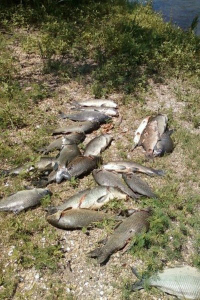 bowfishin4.jpg