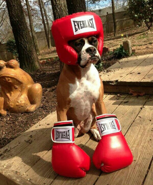 boxer boxer.jpg