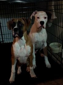 boxer2_zps092c8474_78e7b6f994eaab17e003a4748c23c24030097c4f.jpg