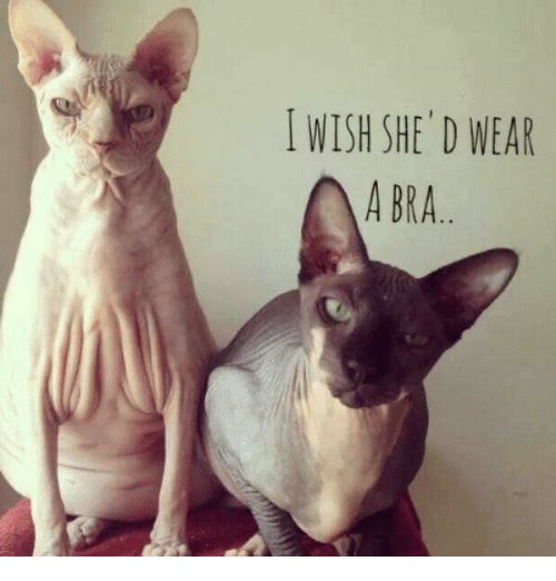 bra.jpg