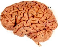 brain2_d3d56d946205b5d7304e553b4a667f3f3773520c.jpg