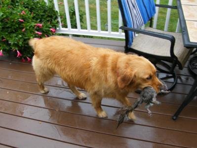 brandy-squirrel.jpg