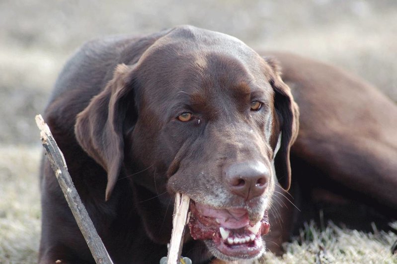 Brandy-with-Stick09.jpg