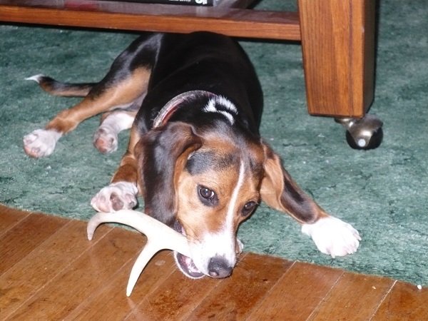 Brandy4_31277054b3151a40c0e75da1b2263ee88d7c816b.jpg