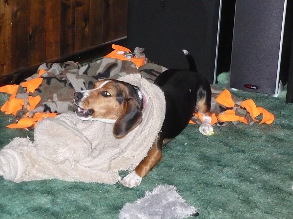 Brandy5_f720ea03888d9a77ce4380c688c2c891c53a44b6.jpg