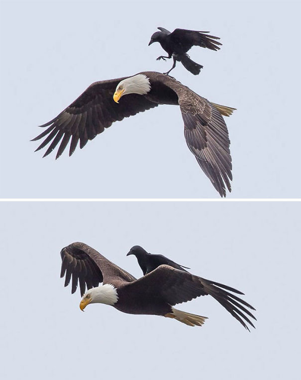 brave-crows-not-scared-123-59075fed3c024__605 (1).jpg