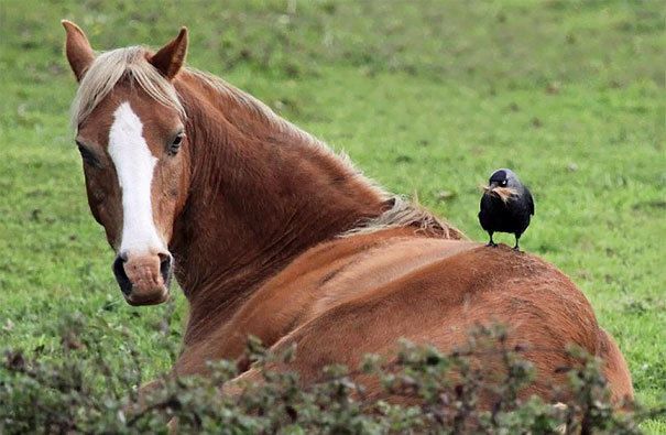 brave-crows-not-scared-127-58ff2dde745ce__605.jpg