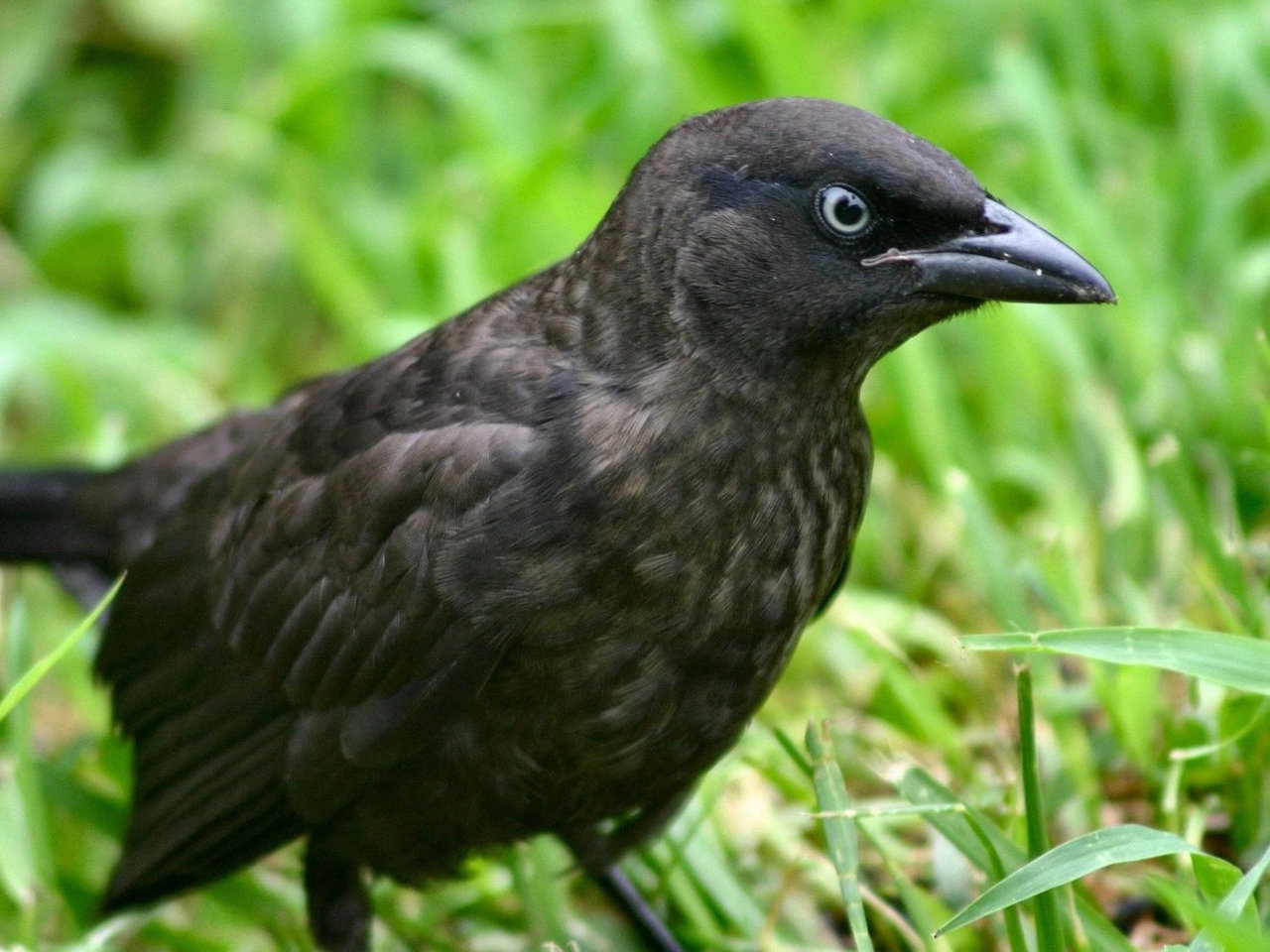 brewers-blackbird-edited.jpg