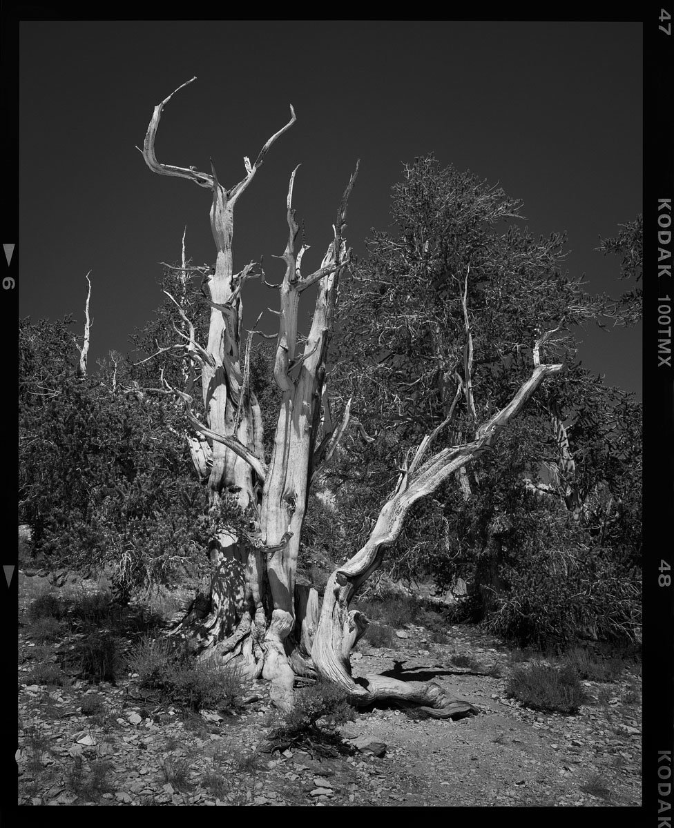Bristlecone-1.jpg