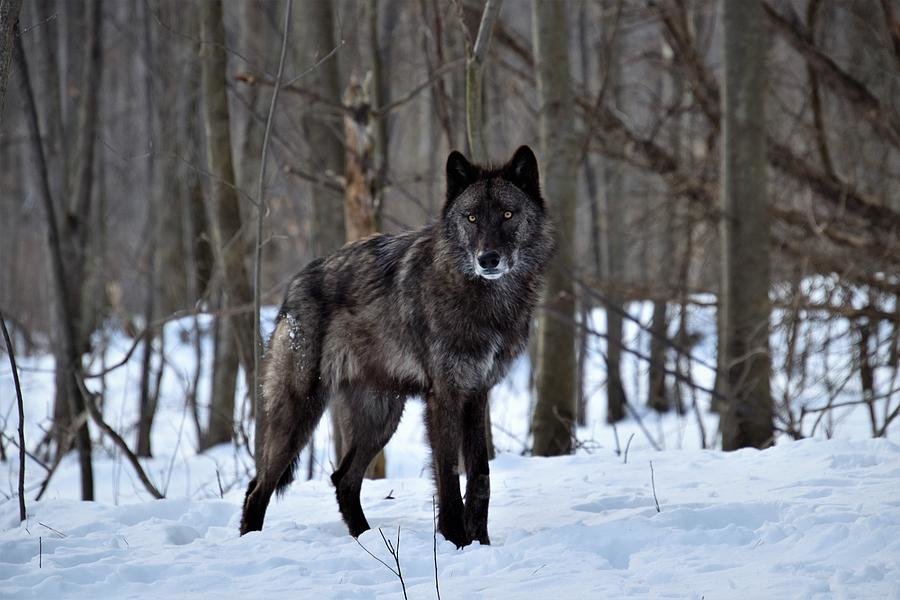 british-columbian-wolf-rose-guinther.jpg
