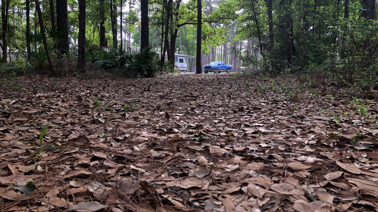 BRMSP-Woods.jpg