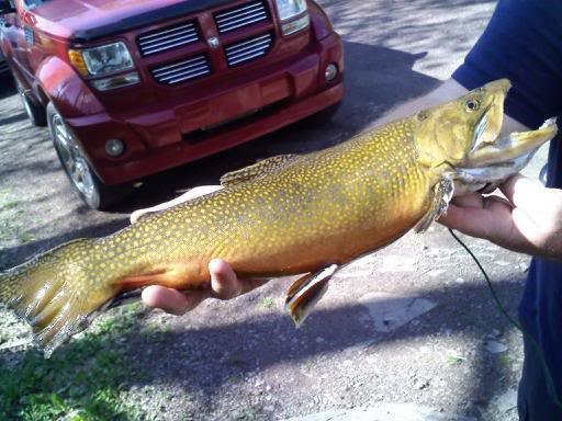 Brookie_a0d31e9e9b839e1a880fdec52d04574215691b52.jpg