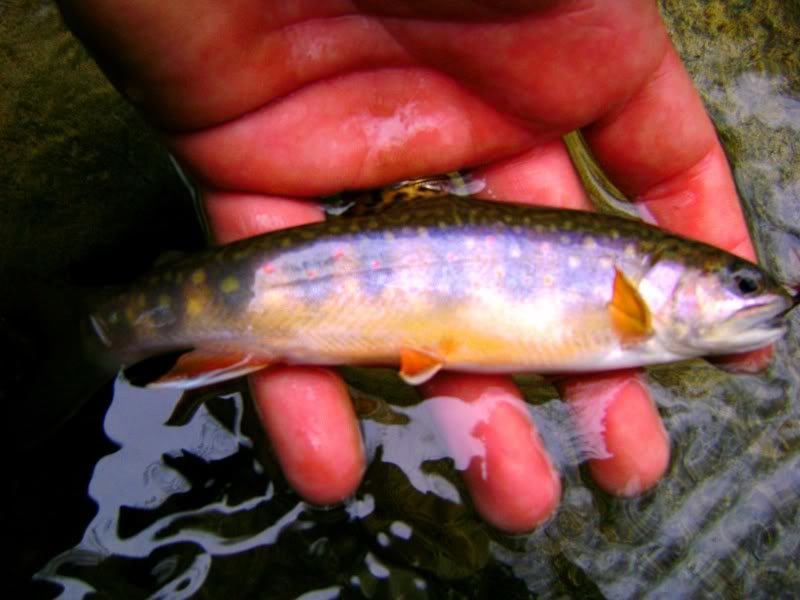 Brookie_f43c95c38a8fea7e1d2dcd611c82aecdade6d640.jpg