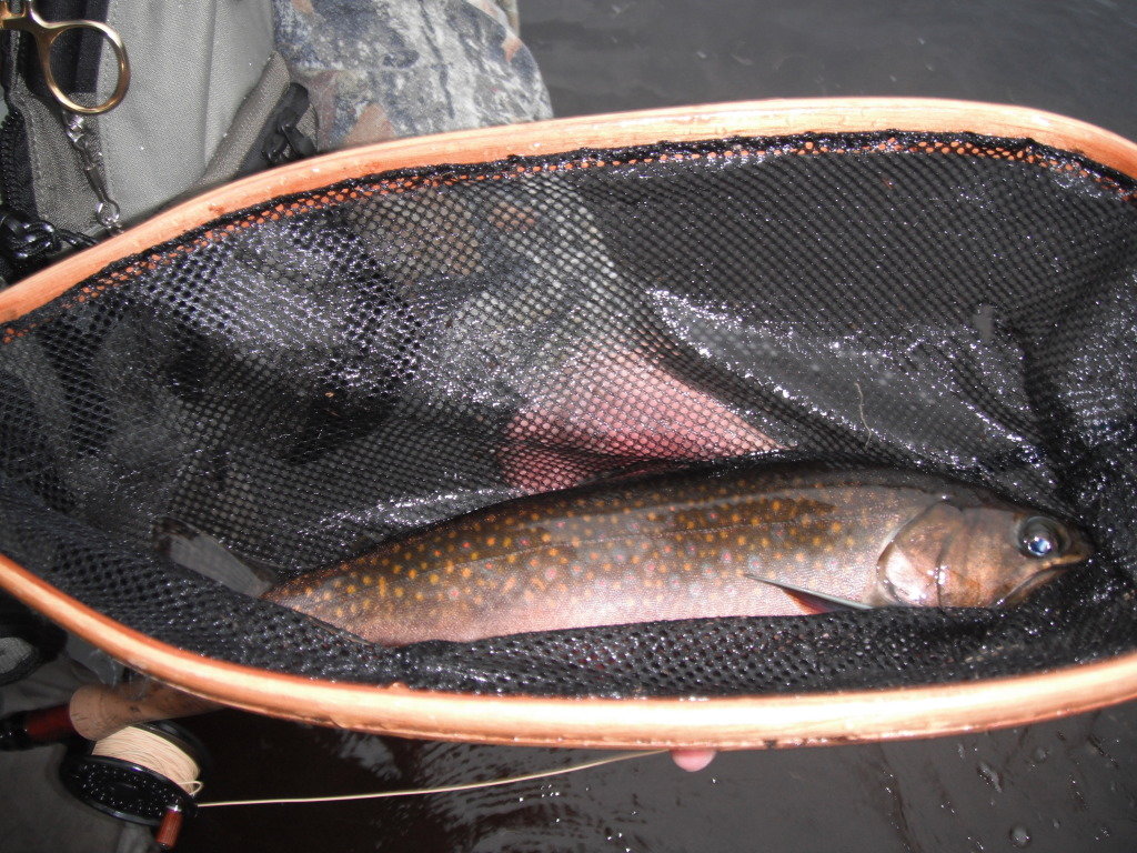 brooktrout1_0f52b3b3891b24975c04c0ad198259ec80756faf.jpg