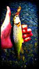brooktrout1_84de5047a2669170249d43de33398e01840c5d30.jpg