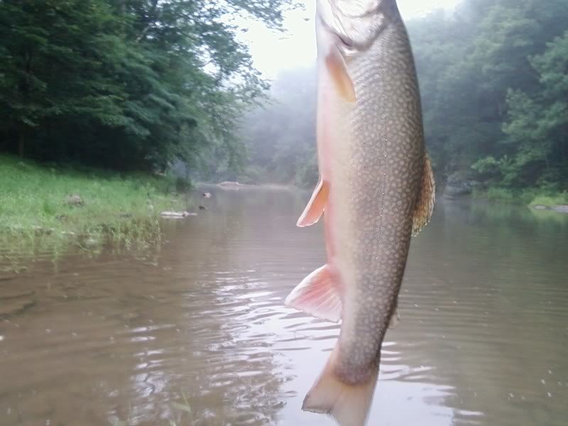 brooktrout_e8d4c0602c5162cc4841ea4d5a527c9bf3f3afea.jpg