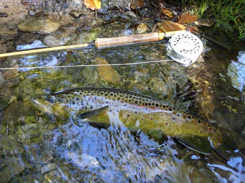 brown 3.jpg