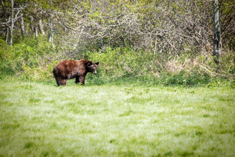 brown bear (1 of 1).jpg