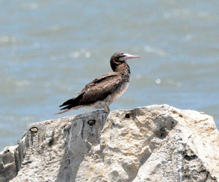 Brown Booby.jpg