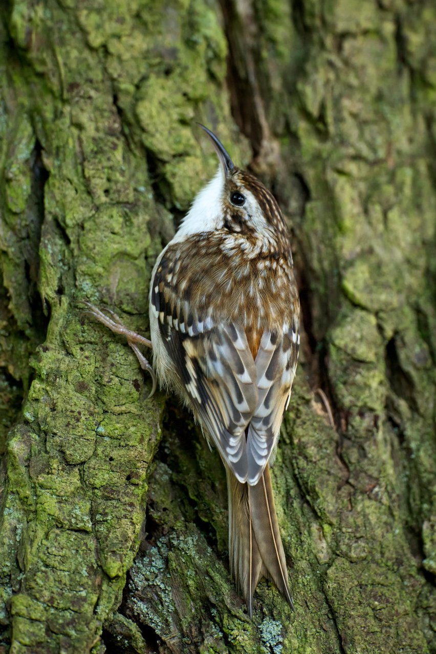 brown creeper.jpg