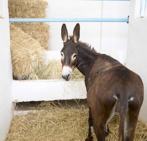 brown-donkey-eating-hay-500x480.jpg