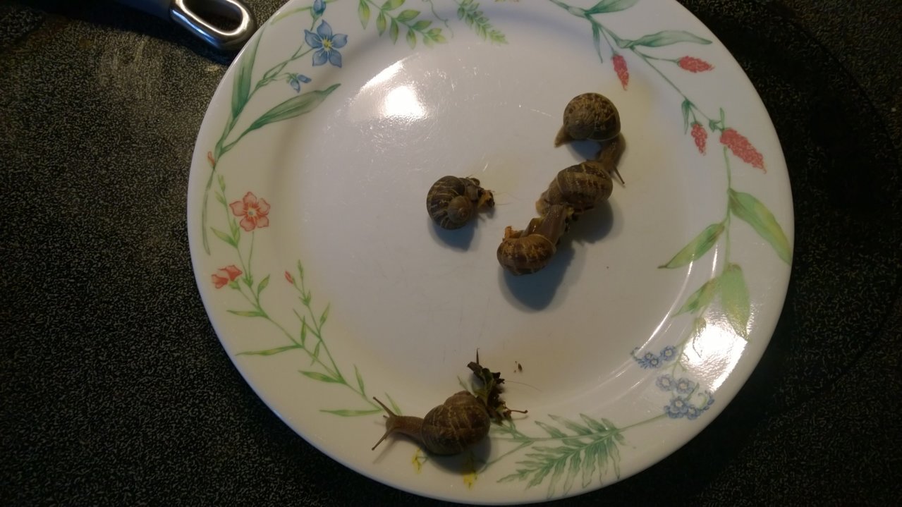 brown snails.jpg