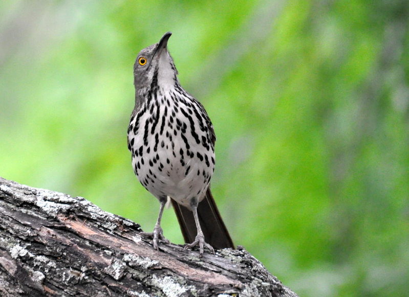 Brown Thrasher.jpg