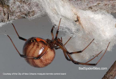 brown-widow_d986e85667ad94332b3a85a46ee6ddd39f9985e6.jpg